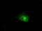 Claudin 5 antibody, NBP2-02259, Novus Biologicals, Immunofluorescence image 