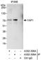 Yes Associated Protein 1 antibody, A302-309A, Bethyl Labs, Immunoprecipitation image 