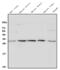UL16 Binding Protein 1 antibody, A04323-1, Boster Biological Technology, Western Blot image 