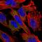 Nudix Hydrolase 11 antibody, HPA047027, Atlas Antibodies, Immunofluorescence image 