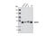 Methyl-CpG Binding Protein 2 antibody, 3456S, Cell Signaling Technology, Western Blot image 