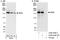 Werner syndrome ATP-dependent helicase antibody, A300-238A, Bethyl Labs, Immunoprecipitation image 