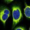 Protein polyglycylase TTLL10 antibody, NBP1-93819, Novus Biologicals, Immunofluorescence image 