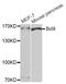BCL9 Transcription Coactivator antibody, STJ28878, St John