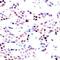 Jun Proto-Oncogene, AP-1 Transcription Factor Subunit antibody, 79-110, ProSci, Immunohistochemistry frozen image 