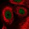 Zinc Finger Protein 592 antibody, PA5-54467, Invitrogen Antibodies, Immunofluorescence image 
