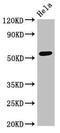 Polypyrimidine Tract Binding Protein 2 antibody, LS-C679239, Lifespan Biosciences, Western Blot image 