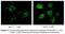 TYRO3 Protein Tyrosine Kinase antibody, LS-C47224, Lifespan Biosciences, Immunofluorescence image 