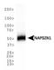 Napsin A Aspartic Peptidase antibody, MA5-16085, Invitrogen Antibodies, Western Blot image 