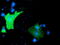 Growth arrest-specific protein 7 antibody, TA501779, Origene, Immunofluorescence image 