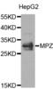 Myelin Protein Zero antibody, abx001415, Abbexa, Western Blot image 
