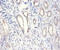 Nucleoporin 210 antibody, A54950-100, Epigentek, Immunohistochemistry paraffin image 