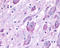CELR1 antibody, TA340623, Origene, Immunohistochemistry paraffin image 