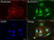 Rap Guanine Nucleotide Exchange Factor 1 antibody, LS-C796795, Lifespan Biosciences, Immunofluorescence image 