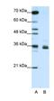 Heterogeneous Nuclear Ribonucleoprotein A1 Like 2 antibody, orb324843, Biorbyt, Western Blot image 