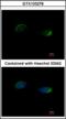 Epoxide Hydrolase 1 antibody, orb73758, Biorbyt, Immunofluorescence image 