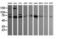 SEC14 And Spectrin Domain Containing 1 antibody, LS-C174389, Lifespan Biosciences, Western Blot image 