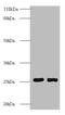 Myelin Protein Zero antibody, A52676-100, Epigentek, Western Blot image 