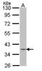 Left-Right Determination Factor 2 antibody, LS-C185415, Lifespan Biosciences, Western Blot image 