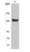 SR-Related CTD Associated Factor 1 antibody, A10769, Boster Biological Technology, Western Blot image 