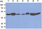Fumarate Hydratase antibody, AM50626PU-S, Origene, Western Blot image 