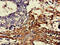 D-Aspartate Oxidase antibody, CSB-PA006593LA01HU, Cusabio, Immunohistochemistry frozen image 