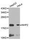 NHP2 Ribonucleoprotein antibody, LS-C334440, Lifespan Biosciences, Western Blot image 