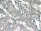 Lactoperoxidase antibody, 10376-1-AP, Proteintech Group, Immunohistochemistry paraffin image 