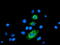 Carboxypeptidase A2 antibody, M06401, Boster Biological Technology, Immunofluorescence image 