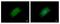 G2/mitotic-specific cyclin-B2 antibody, NBP1-33031, Novus Biologicals, Immunofluorescence image 