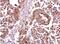 C-C chemokine receptor type 8 antibody, NBP2-15767, Novus Biologicals, Immunohistochemistry frozen image 