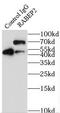 Rabaptin, RAB GTPase Binding Effector Protein 2 antibody, FNab07054, FineTest, Immunoprecipitation image 