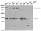 Spindlin 1 antibody, A5853, ABclonal Technology, Western Blot image 