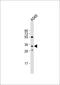 Rab effector Noc2 antibody, 55-383, ProSci, Western Blot image 