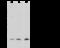 Fic antibody, 104273-T32, Sino Biological, Western Blot image 