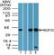 Nucleoporin 35 antibody, NBP2-24637, Novus Biologicals, Western Blot image 