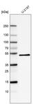 Procollagen C-proteinase enhancer 1 antibody, AMAb91432, Atlas Antibodies, Western Blot image 