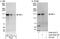 Myocardin Related Transcription Factor A antibody, A302-201A, Bethyl Labs, Immunoprecipitation image 