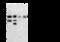 Cathepsin B antibody, 10483-T56, Sino Biological, Western Blot image 