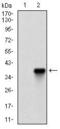 Zinc finger protein 42 homolog antibody, GTX60783, GeneTex, Western Blot image 