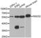 DNA repair protein RAD52 homolog antibody, abx002218, Abbexa, Western Blot image 