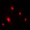 C-Terminal Binding Protein 1 antibody, orb10472, Biorbyt, Immunofluorescence image 