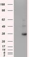 DNA excision repair protein ERCC-1 antibody, LS-C115212, Lifespan Biosciences, Western Blot image 