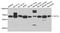 Transcription Factor 12 antibody, STJ25790, St John