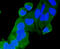 RAB9A, Member RAS Oncogene Family antibody, 13-975, ProSci, Immunofluorescence image 