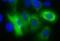 His tag antibody, 362607, BioLegend, Immunocytochemistry image 