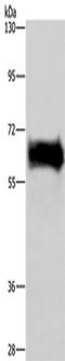 Ezrin antibody, TA349950, Origene, Western Blot image 
