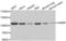 Oncostatin M Receptor antibody, AHP2504, Bio-Rad (formerly AbD Serotec) , Western Blot image 