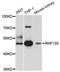 E3 ubiquitin-protein ligase RNF135 antibody, STJ111781, St John