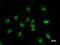 HMG box transcription factor BBX antibody, LS-C342385, Lifespan Biosciences, Immunofluorescence image 